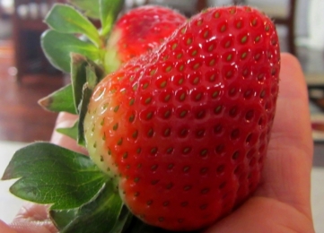 Malgosia Kobylinski Strawberries, 2013
